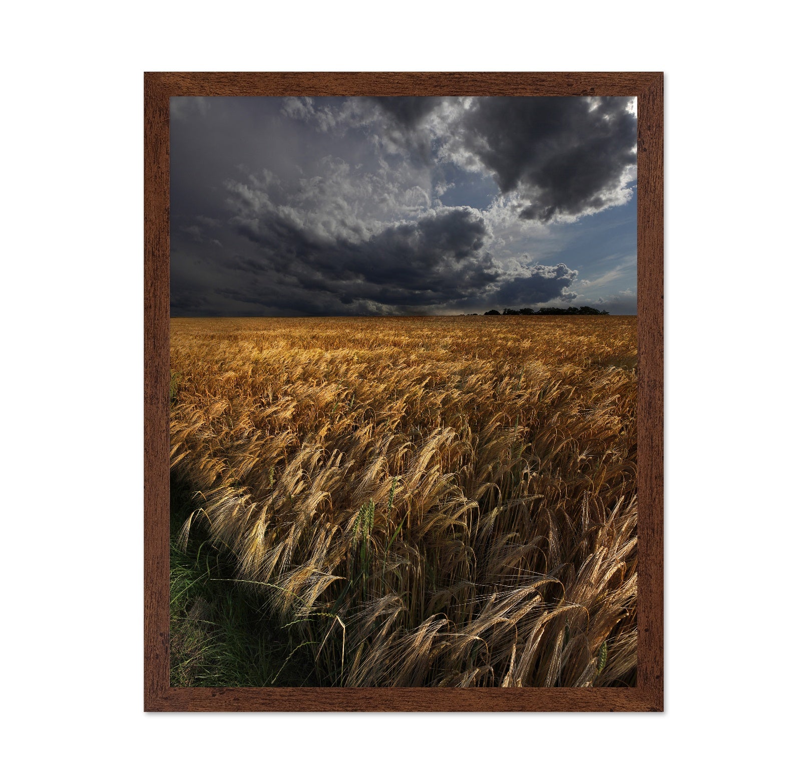 Golden Wheat Fields