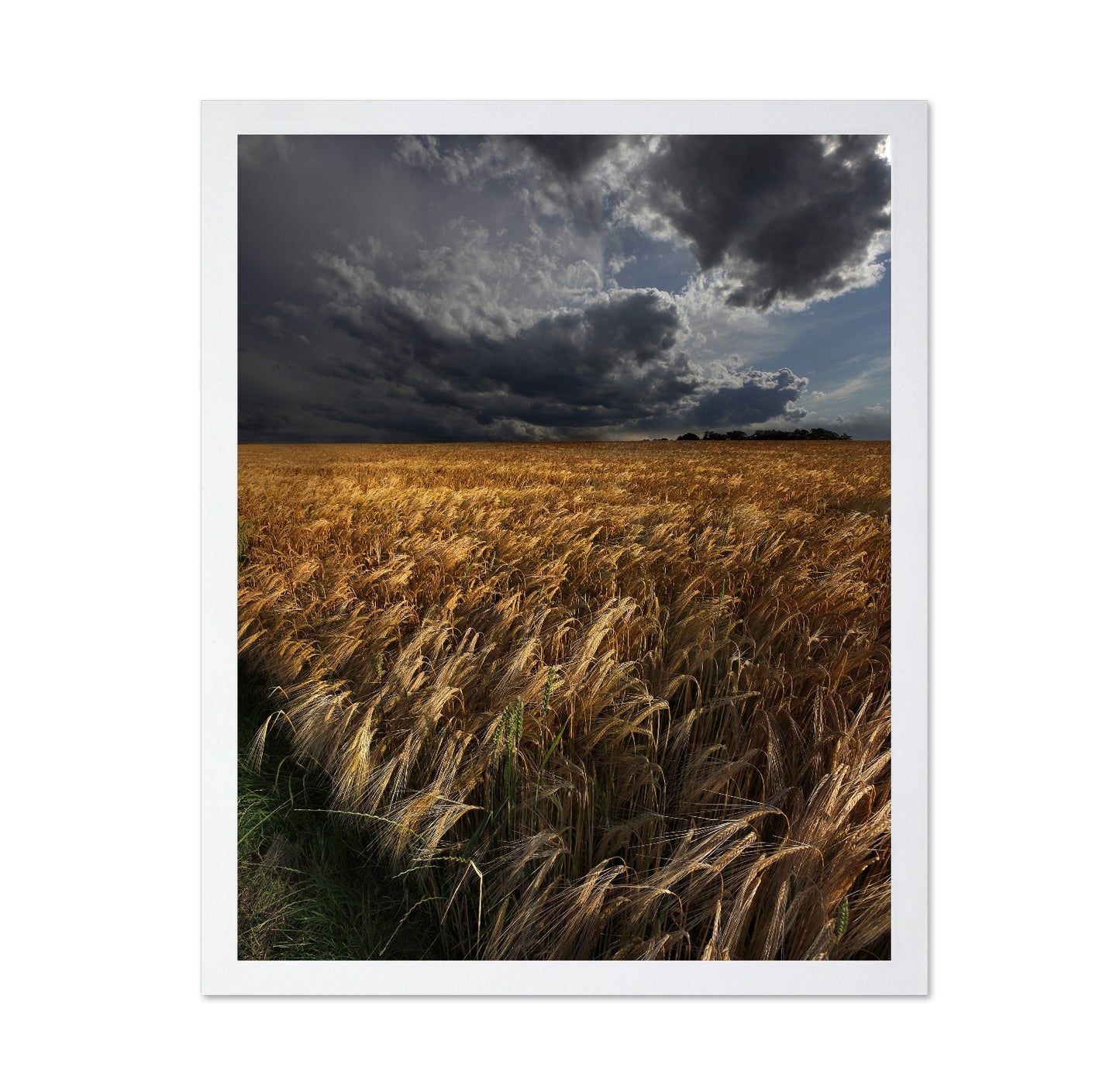 Golden Wheat Fields