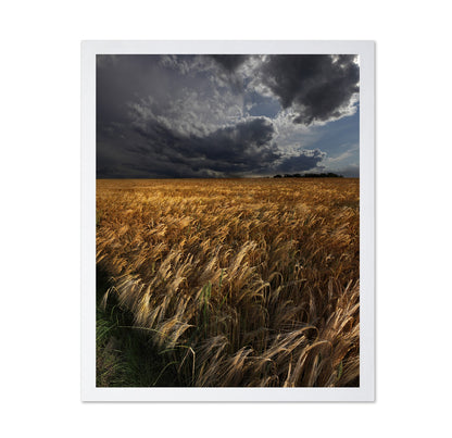 Golden Wheat Fields