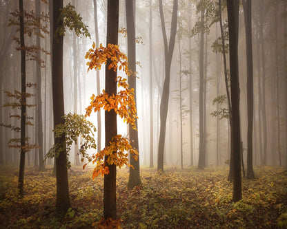 Autumn Forest Light No1