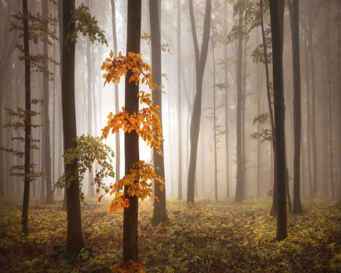 Autumn Forest Light No1