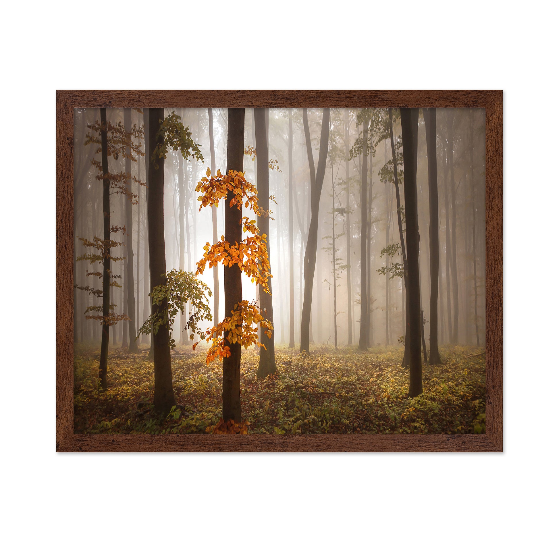 Autumn Forest Light No1