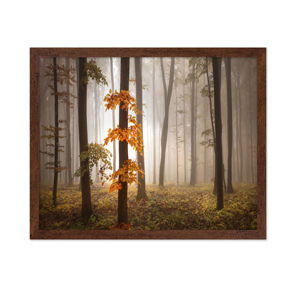 Autumn Forest Light No1
