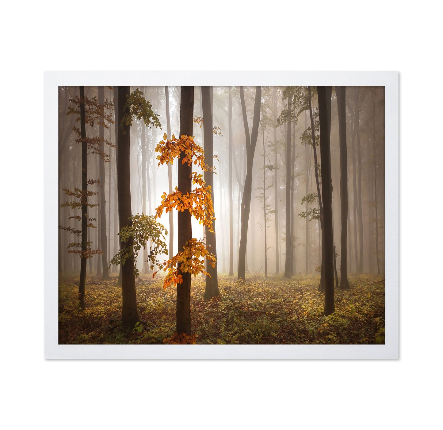 Autumn Forest Light No1