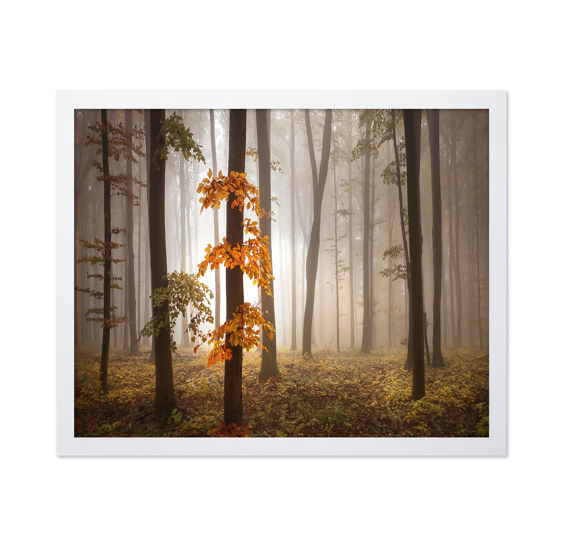 Autumn Forest Light No1