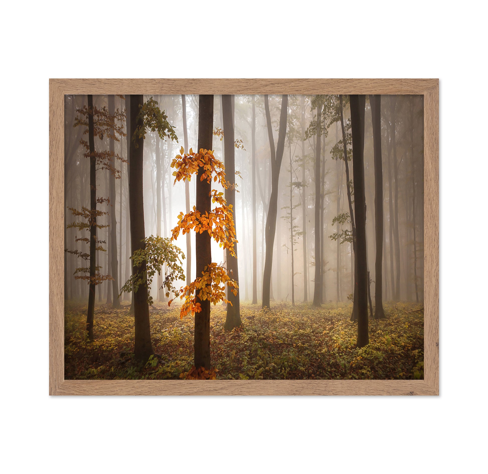 Autumn Forest Light No1