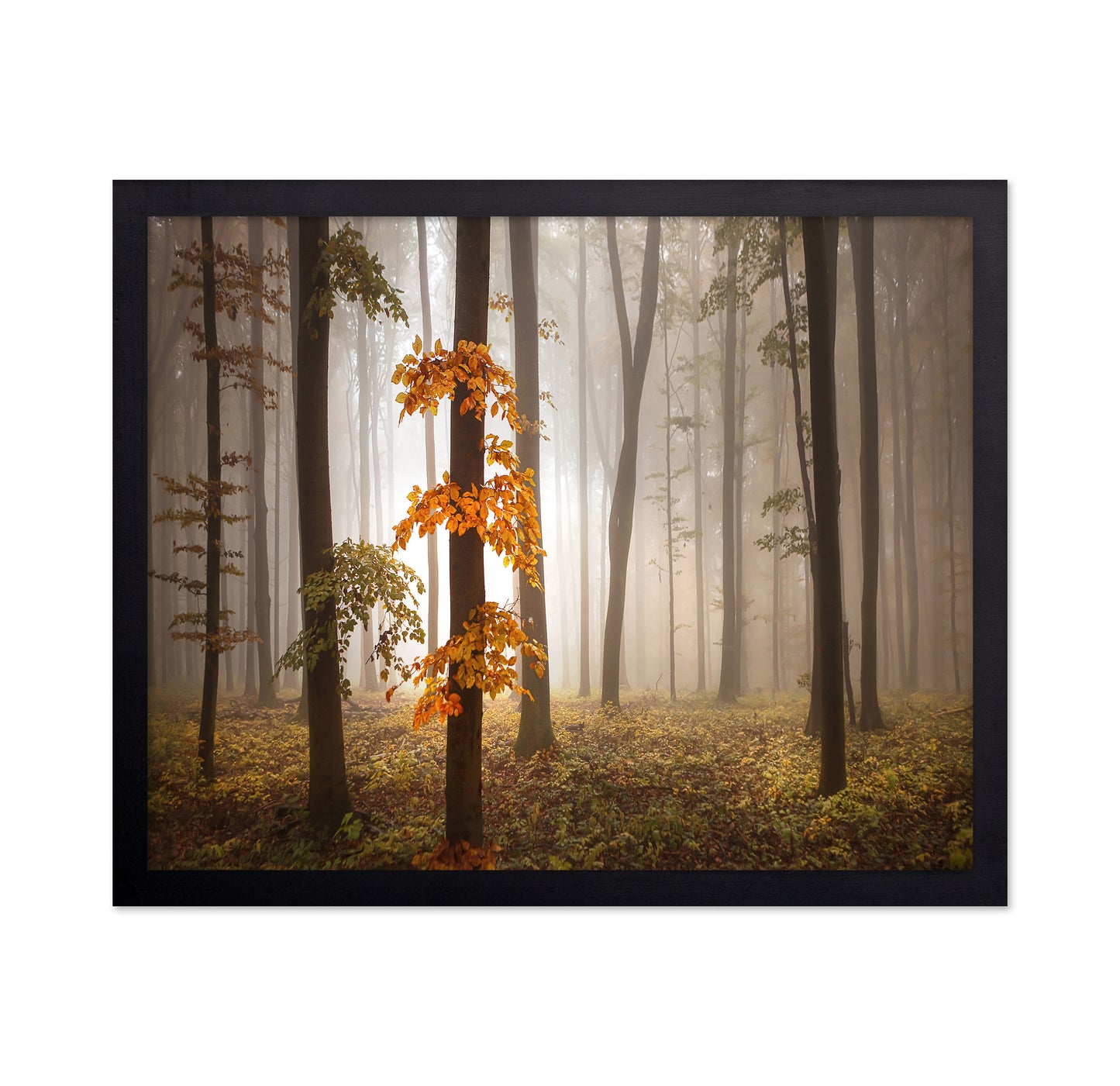 Autumn Forest Light No1