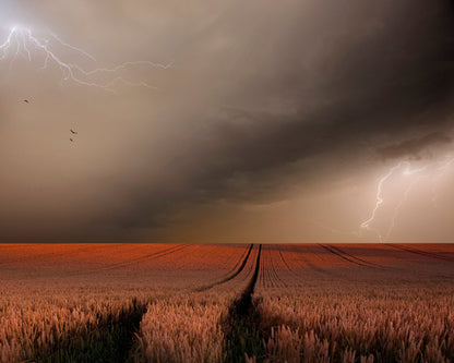 Storm Over Wheat Field