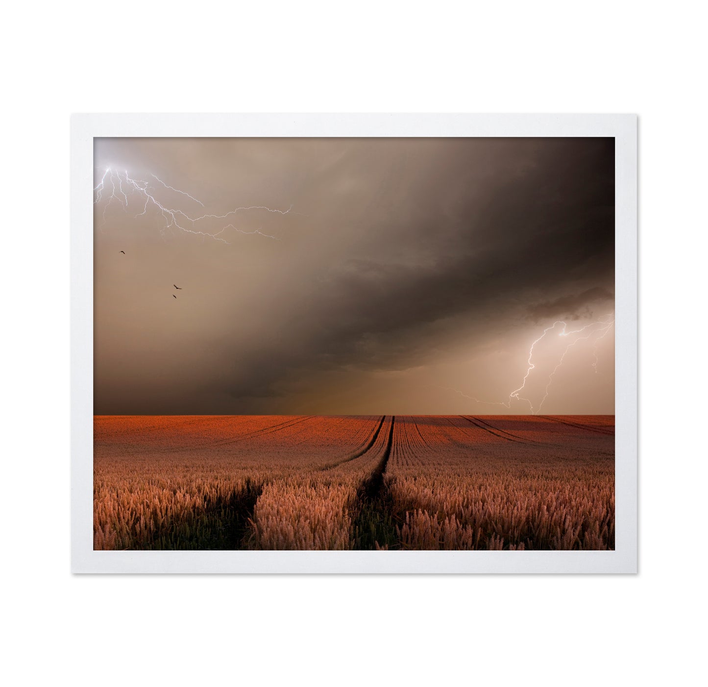 Storm Over Wheat Field