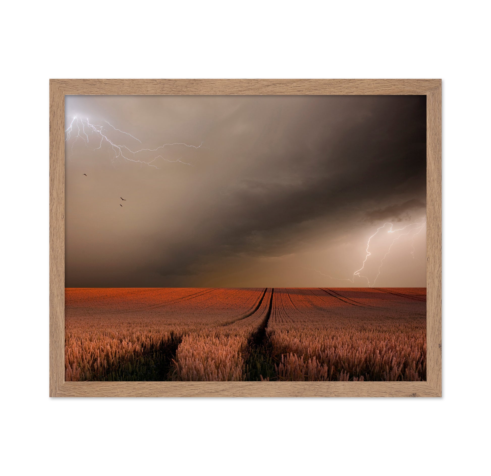 Storm Over Wheat Field