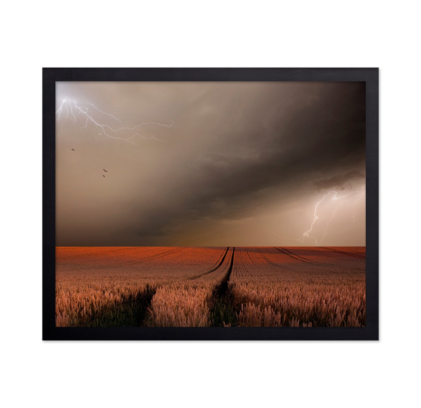Storm Over Wheat Field