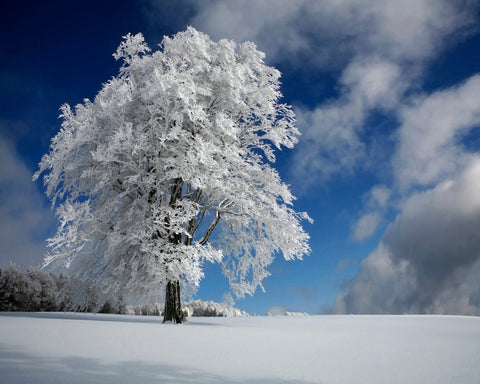 Snow Covered Lone Tree