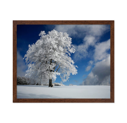 Snow Covered Lone Tree
