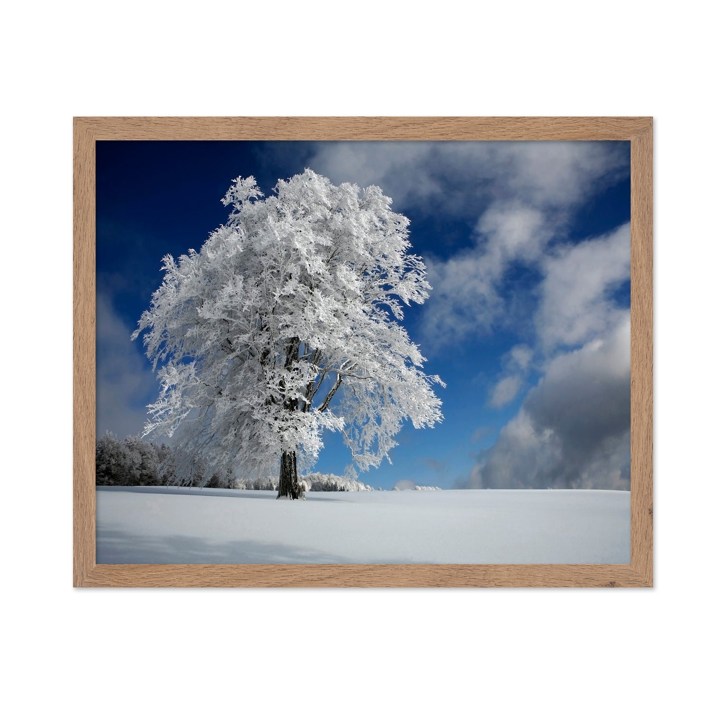 Snow Covered Lone Tree