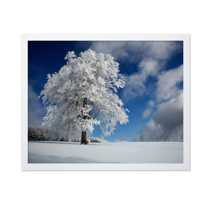 Snow Covered Lone Tree