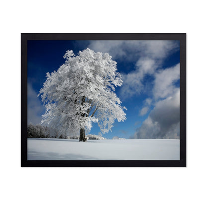 Snow Covered Lone Tree