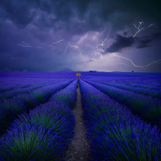 Storm Over Lavender Field