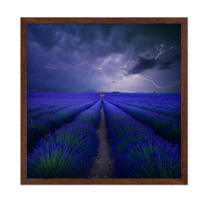 Storm Over Lavender Field
