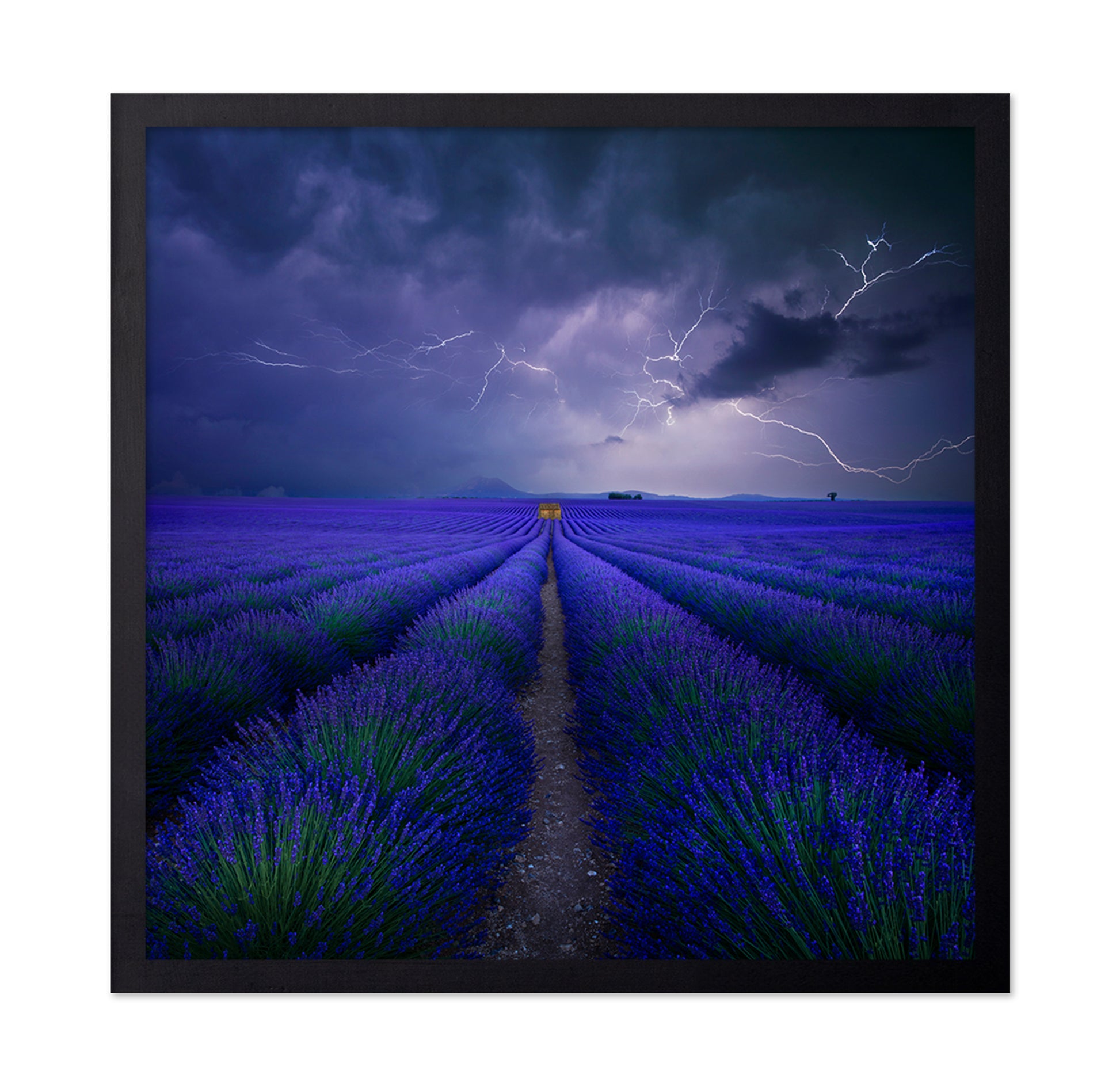 Storm Over Lavender Field