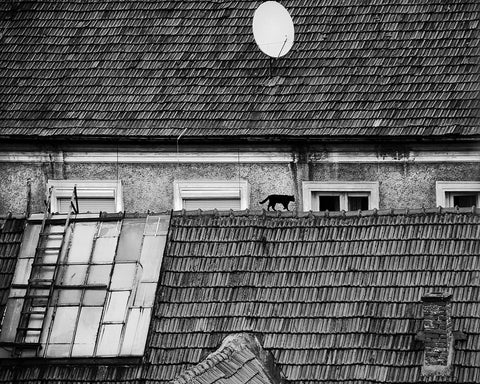 Cat Walking On Rooftop