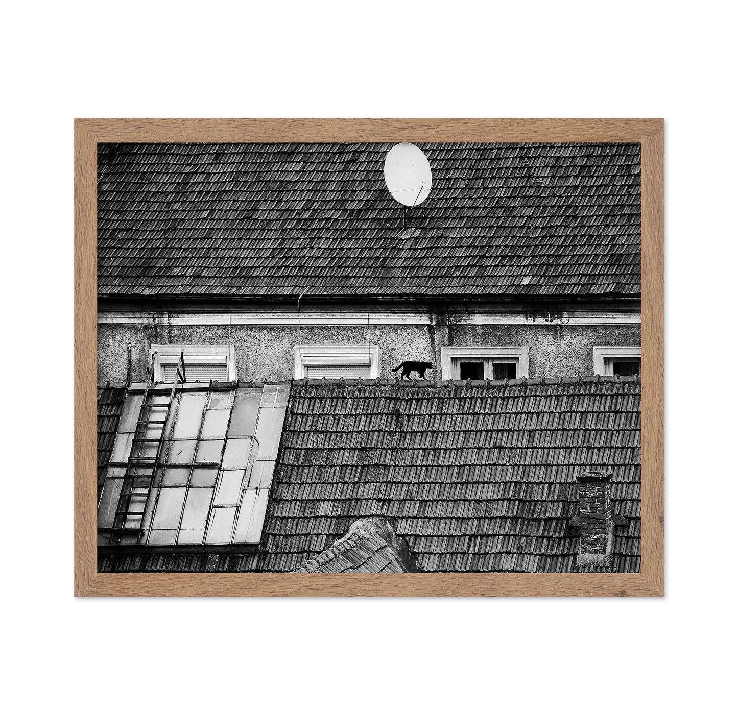 Cat Walking On Rooftop