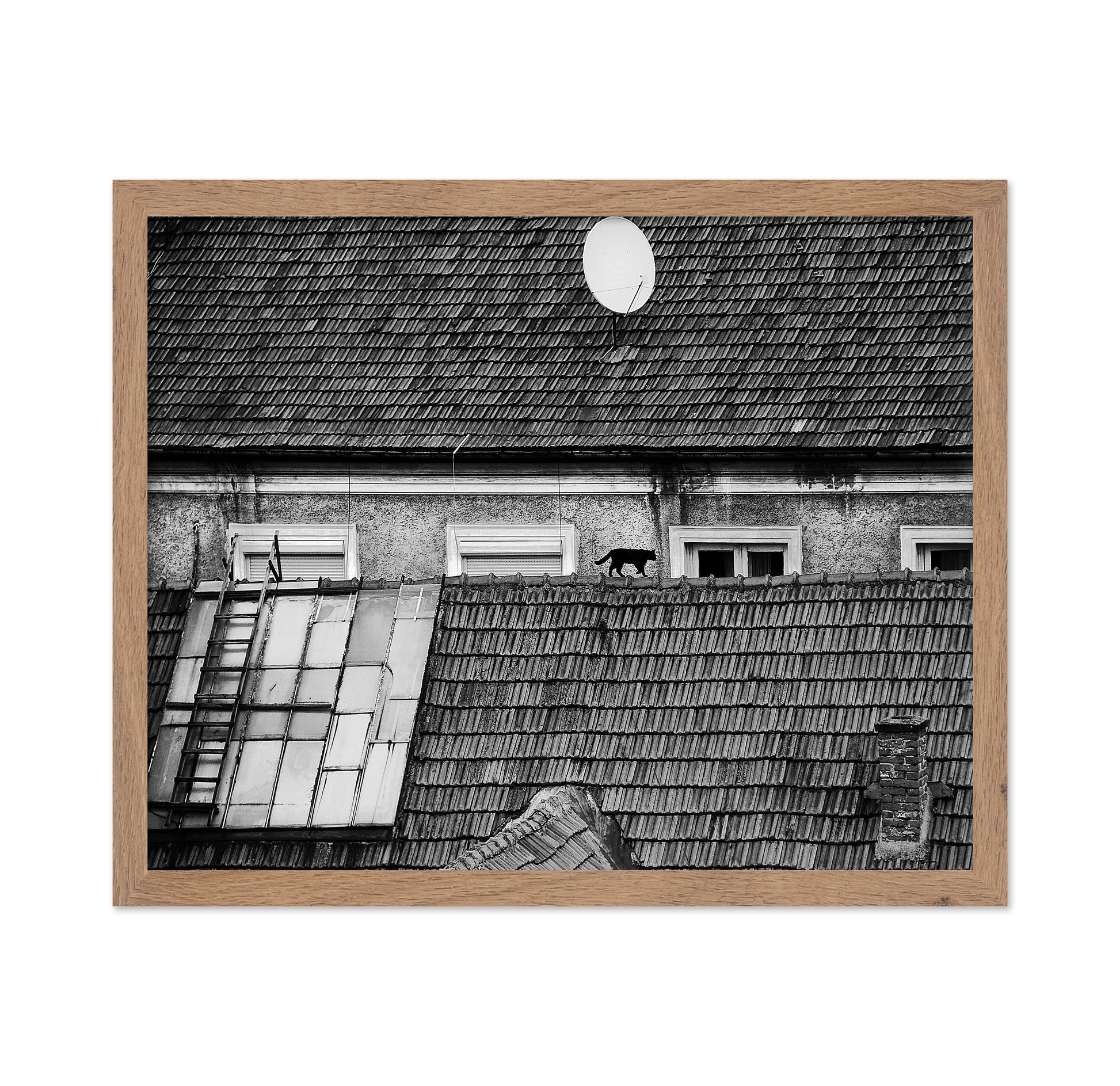 Cat Walking On Rooftop