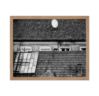 Cat Walking On Rooftop