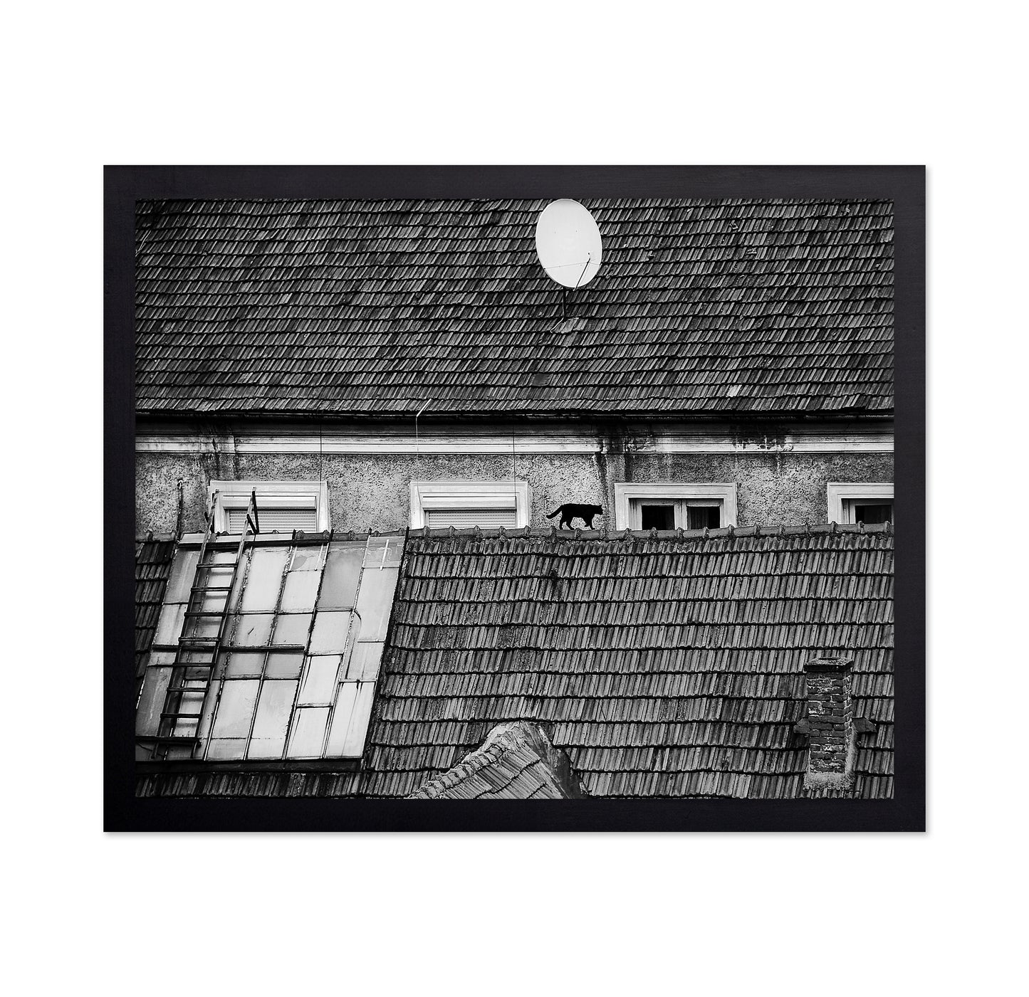 Cat Walking On Rooftop