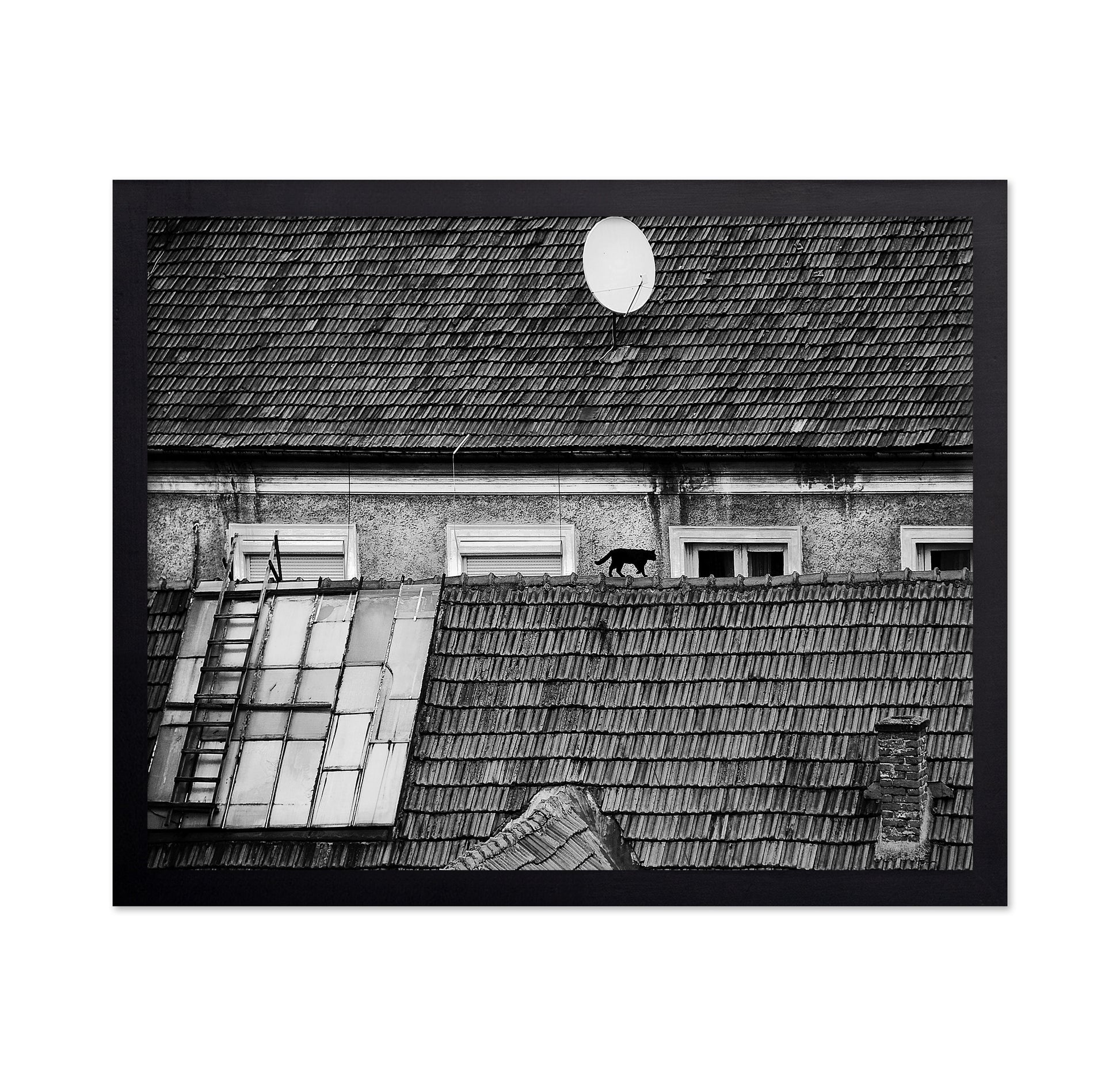 Cat Walking On Rooftop