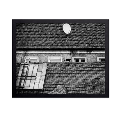 Cat Walking On Rooftop