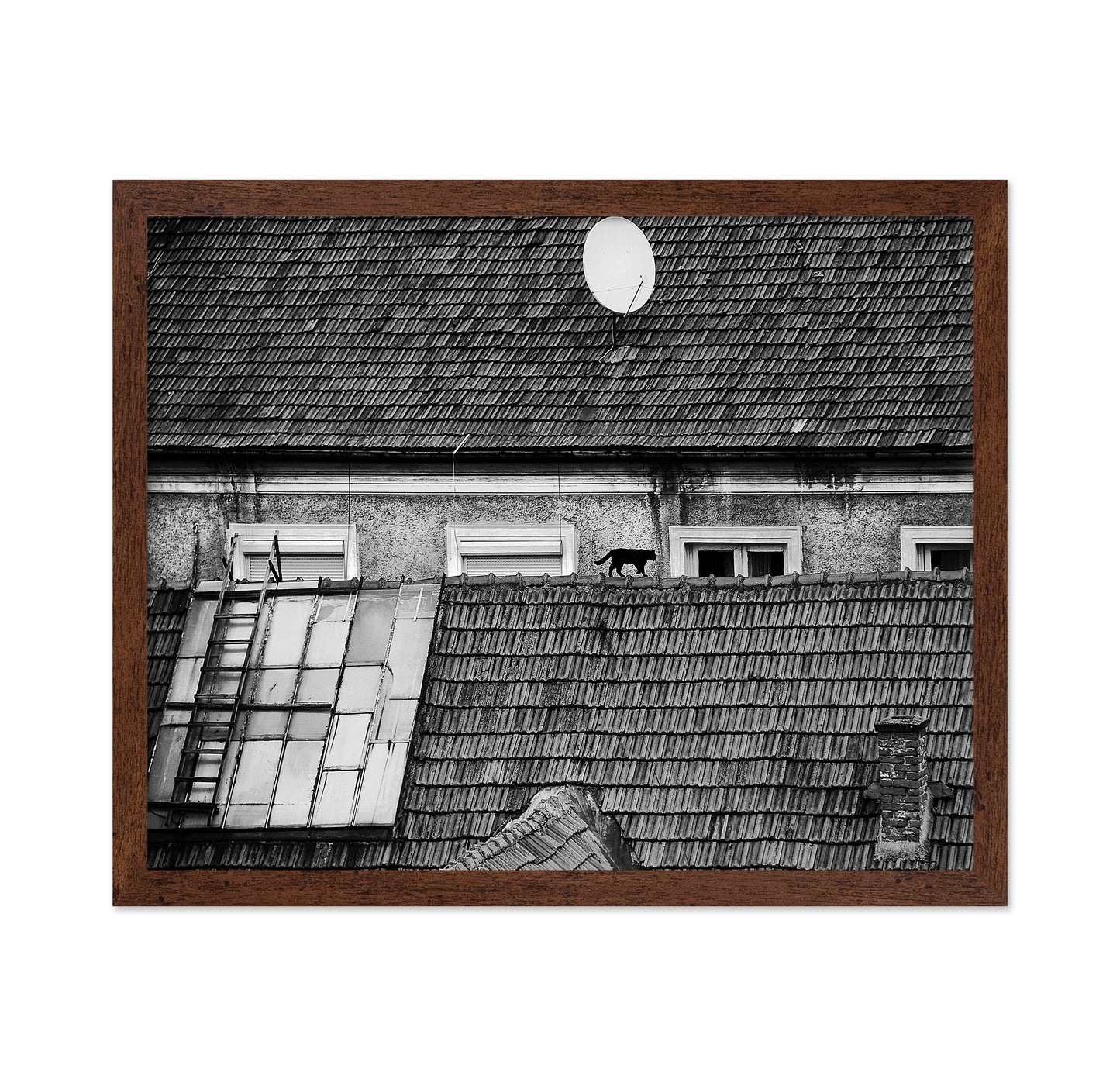 Cat Walking On Rooftop