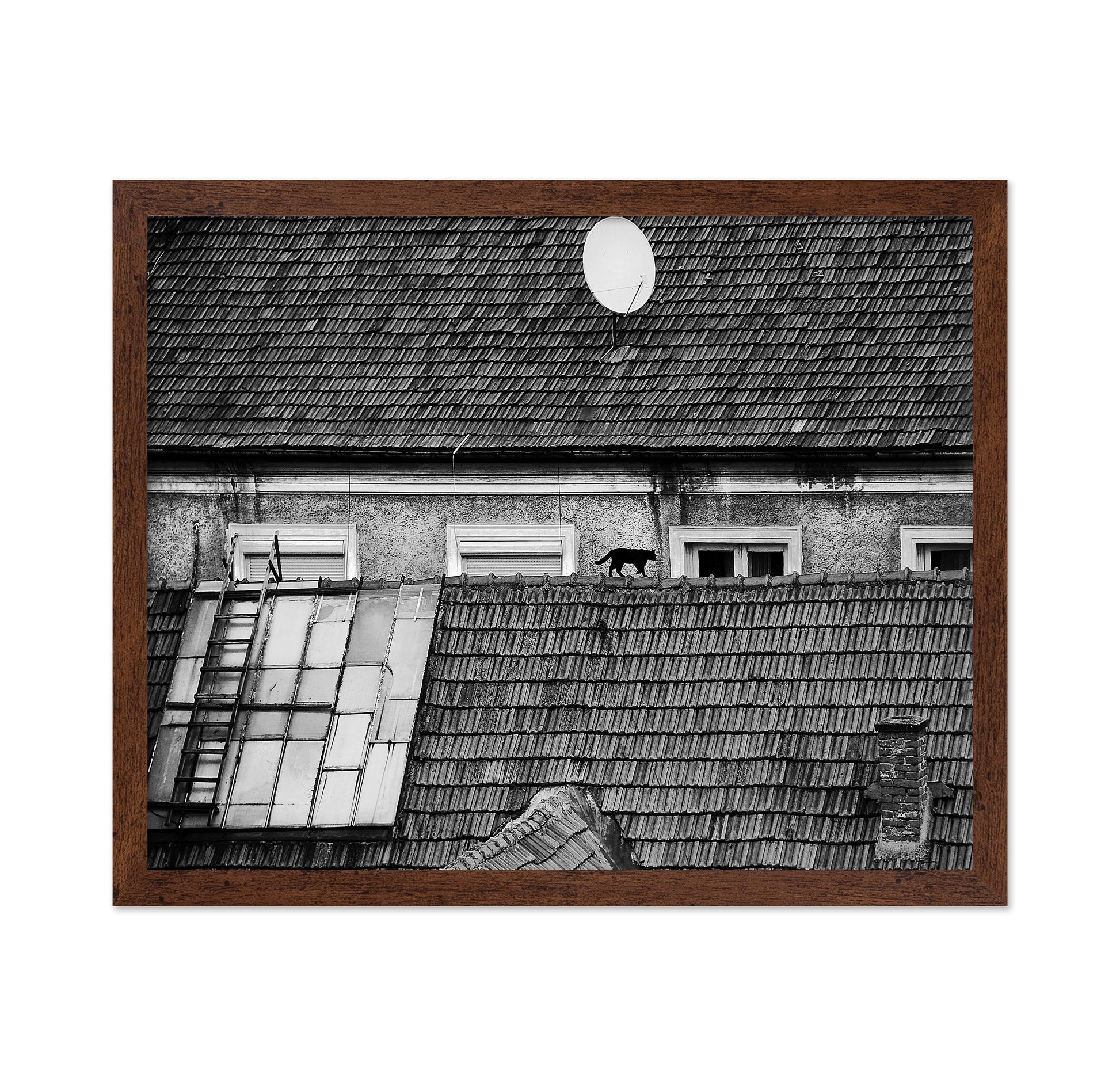Cat Walking On Rooftop