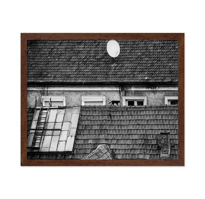 Cat Walking On Rooftop