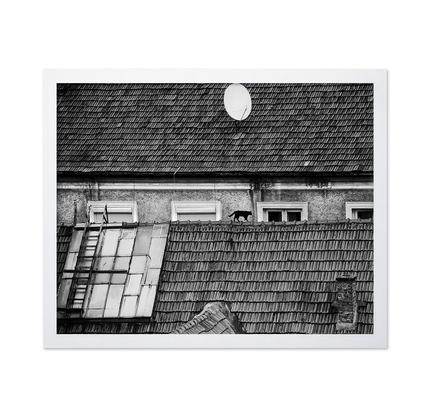 Cat Walking On Rooftop