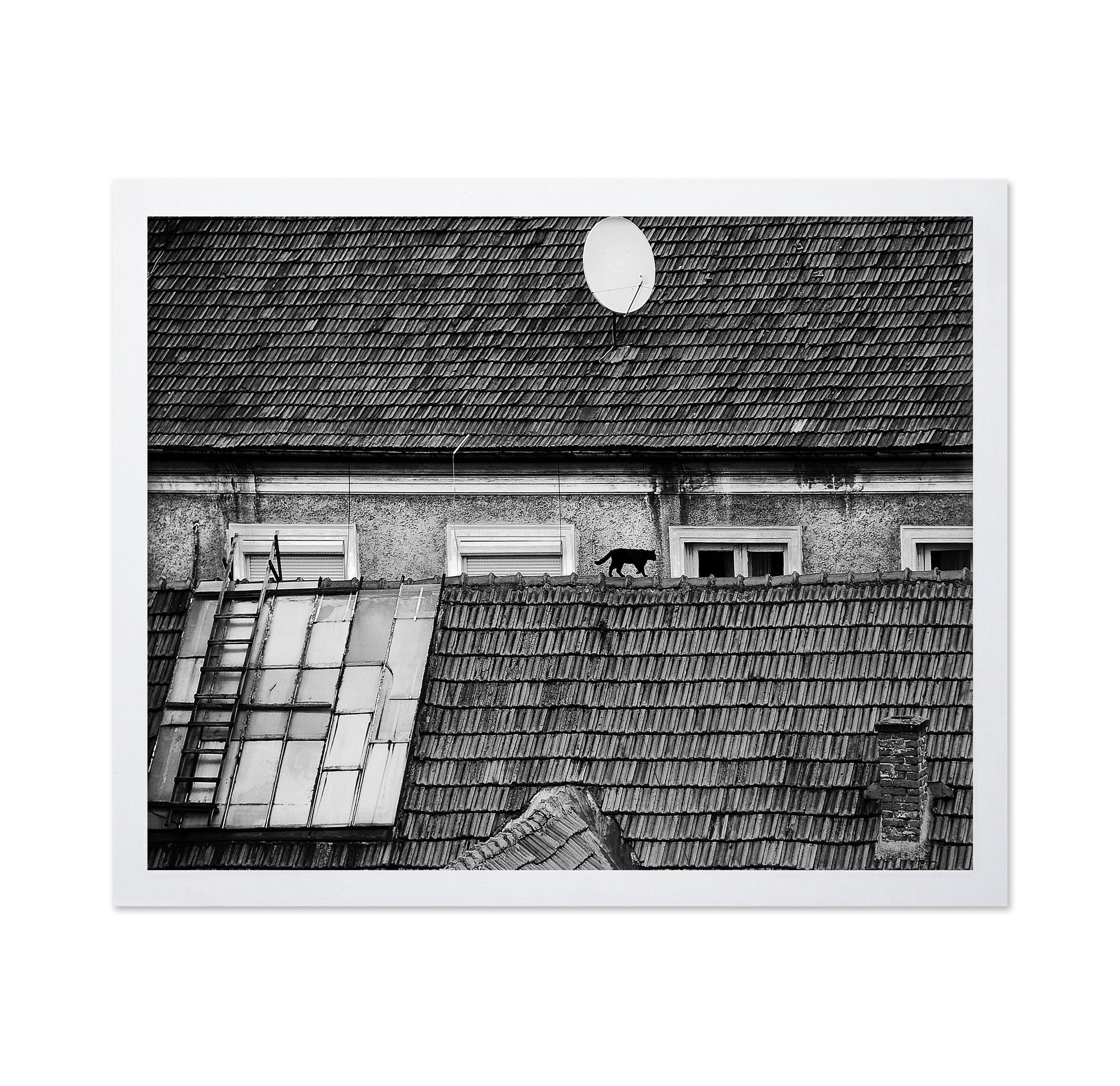 Cat Walking On Rooftop