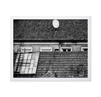 Cat Walking On Rooftop