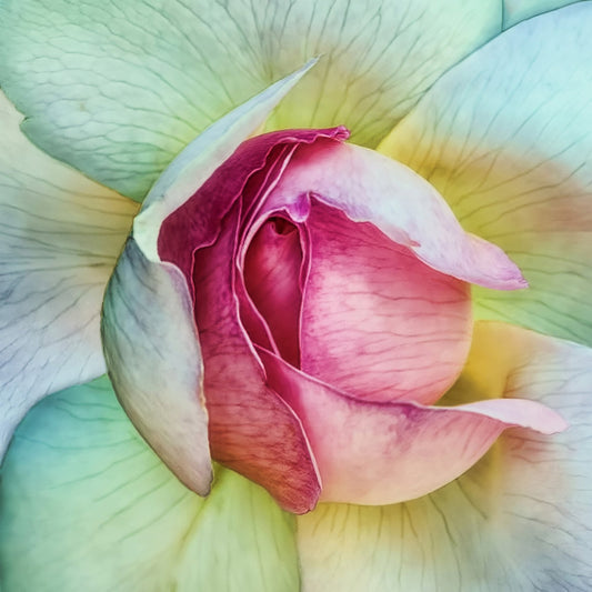 Pink Lotus Flower Closeup