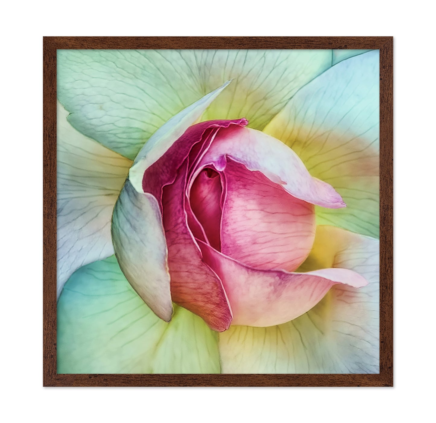 Pink Lotus Flower Closeup
