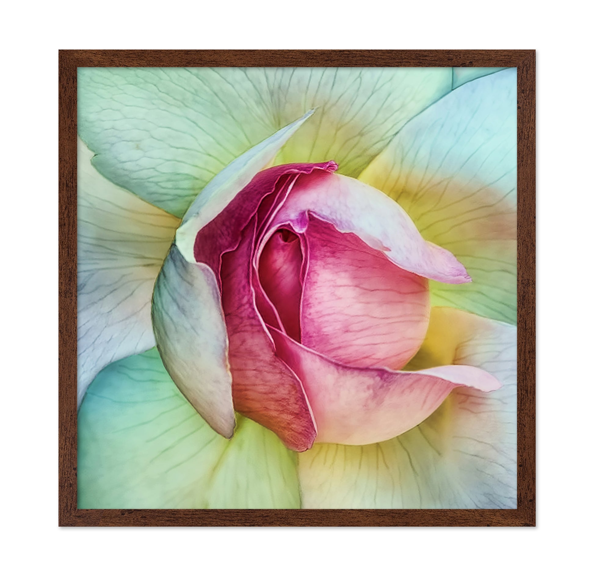 Pink Lotus Flower Closeup