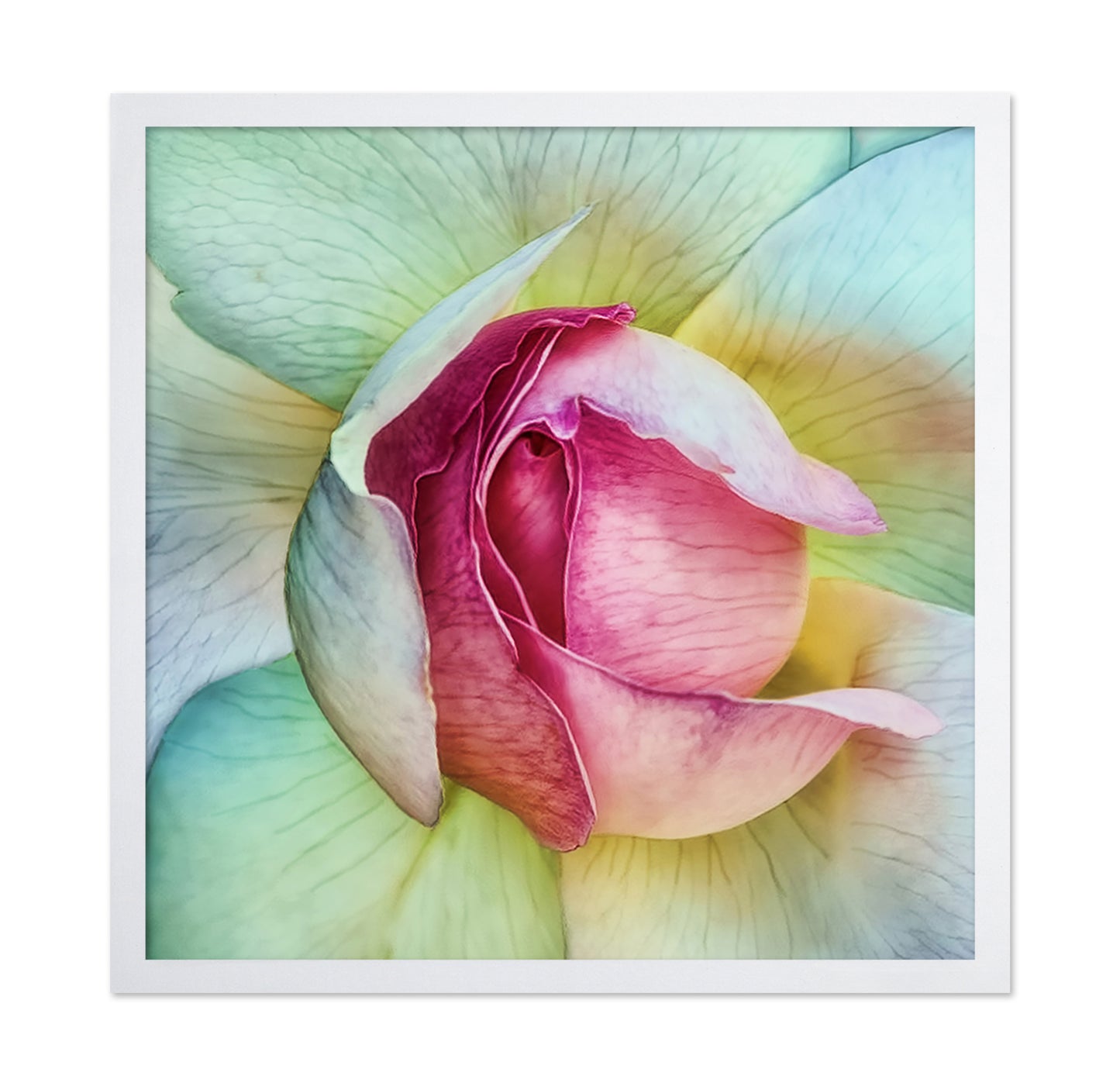 Pink Lotus Flower Closeup
