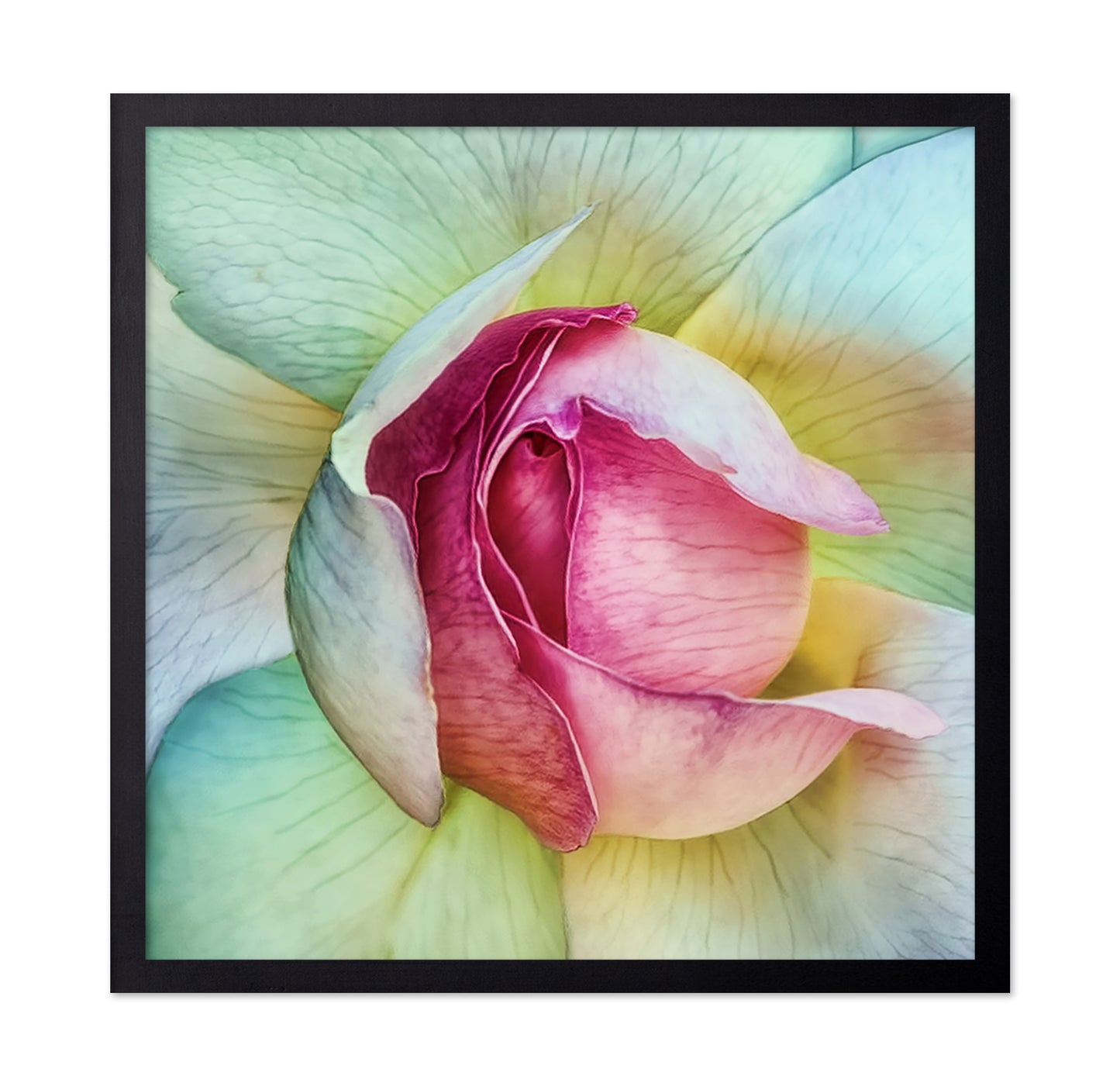 Pink Lotus Flower Closeup