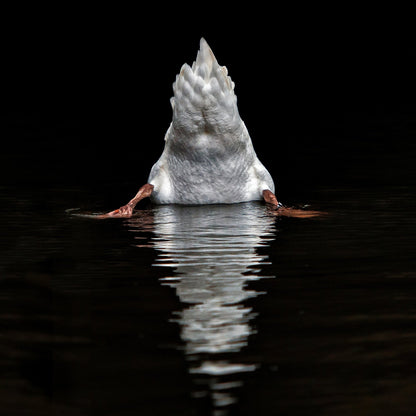 Duck Diving Under Water