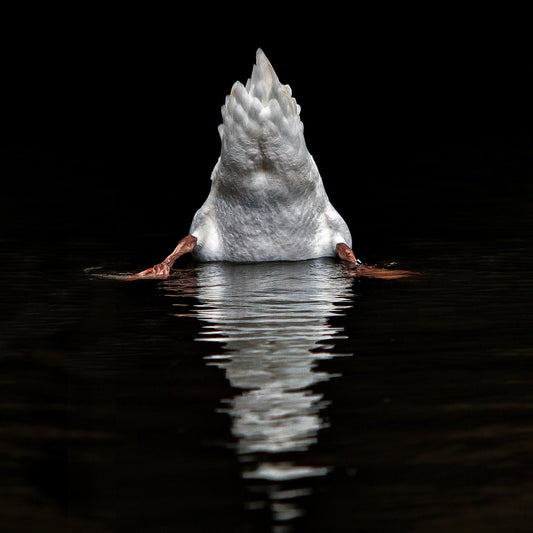 Duck Diving Under Water