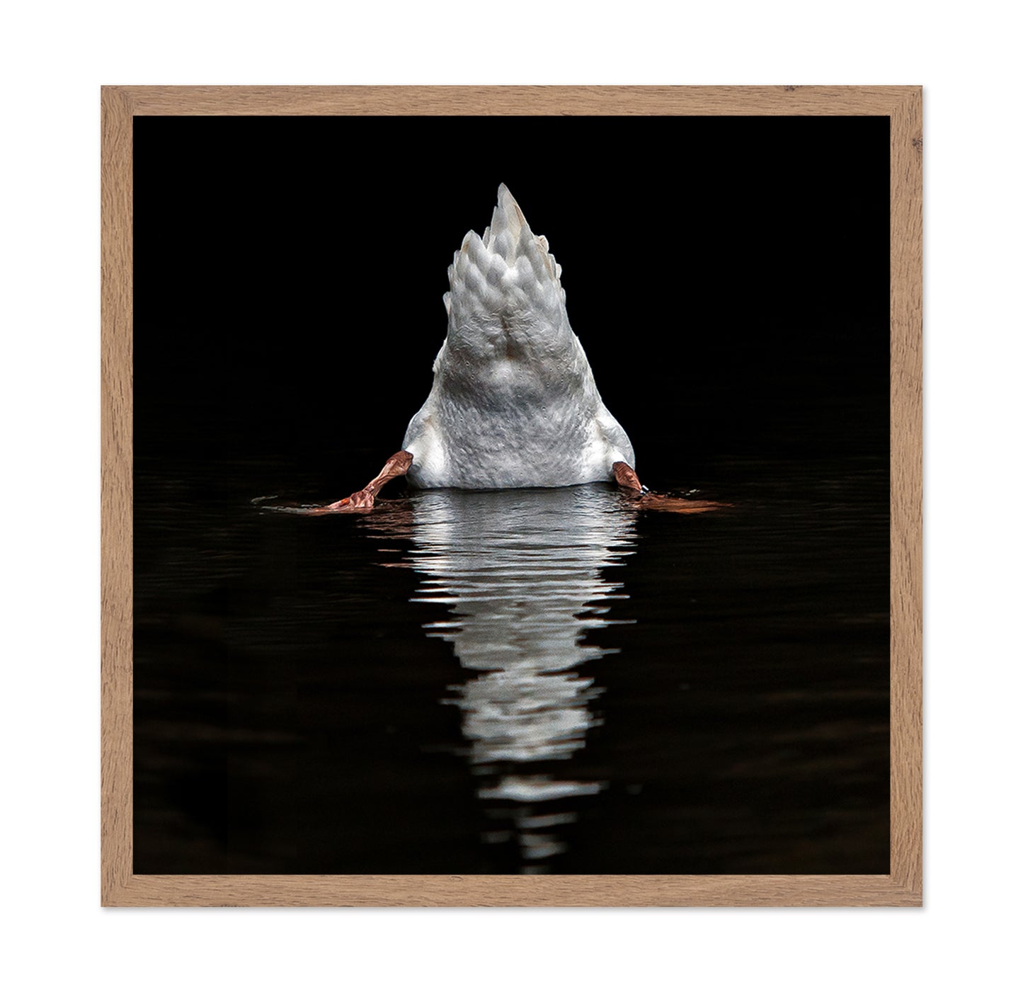 Duck Diving Under Water