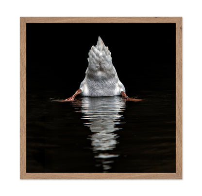 Duck Diving Under Water