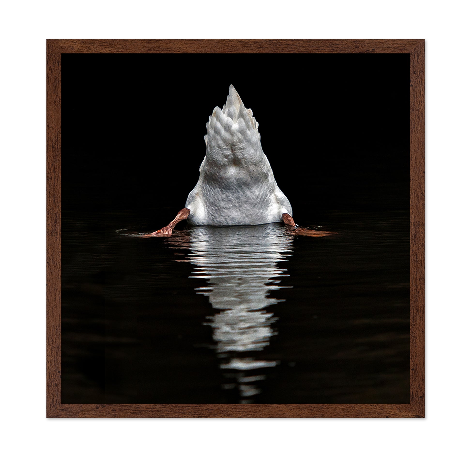 Duck Diving Under Water