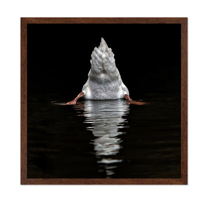 Duck Diving Under Water
