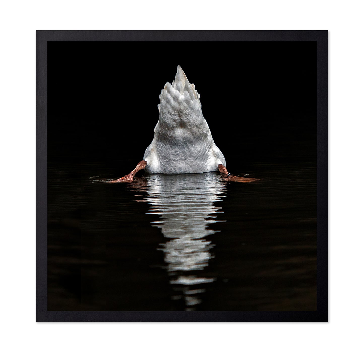 Duck Diving Under Water