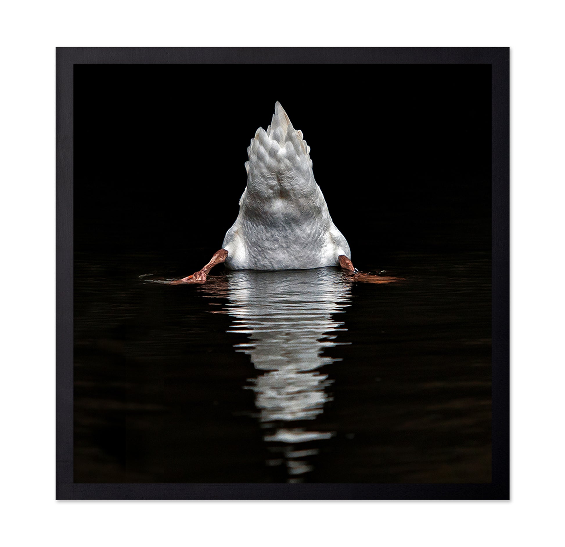 Duck Diving Under Water