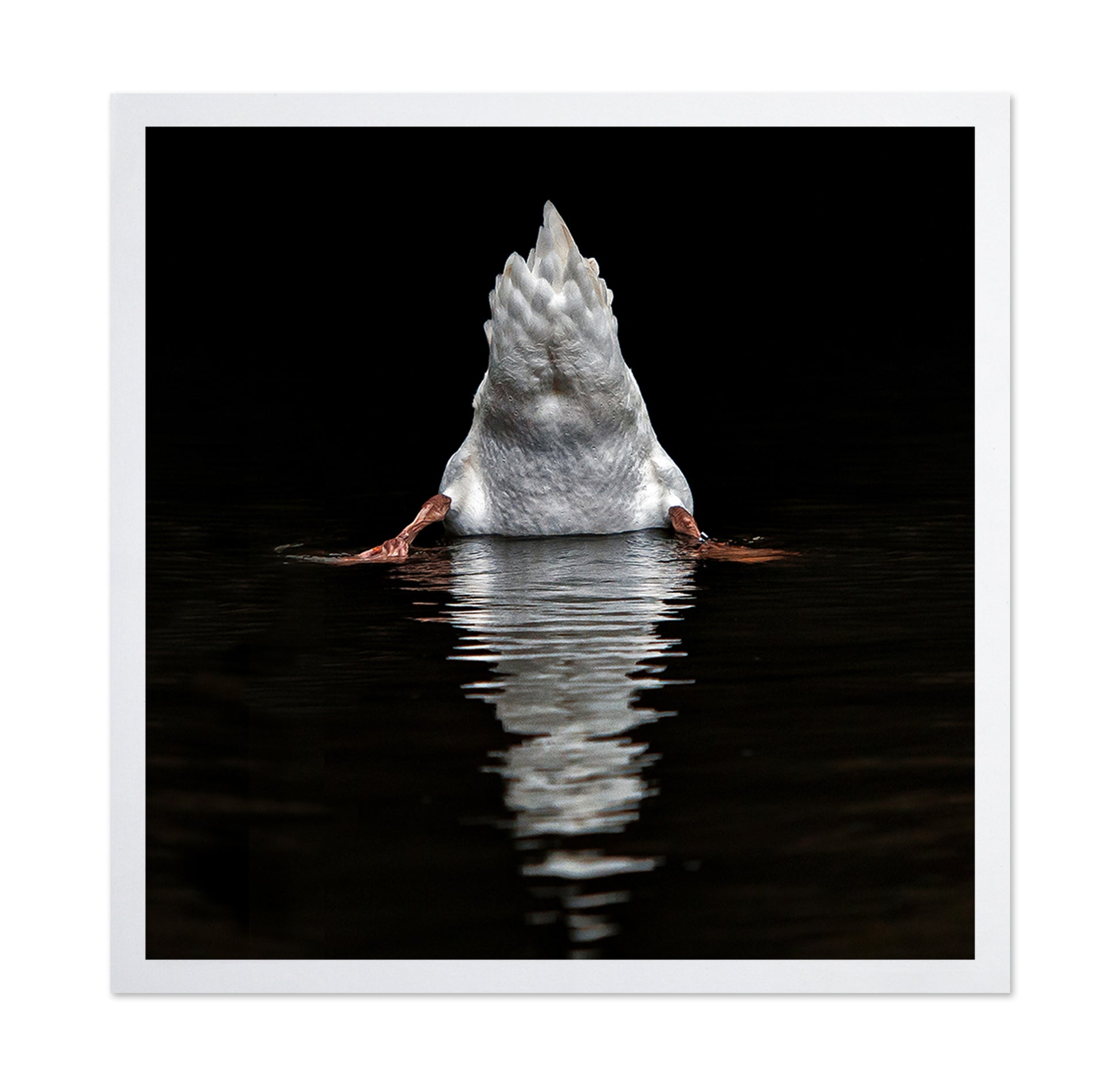 Duck Diving Under Water